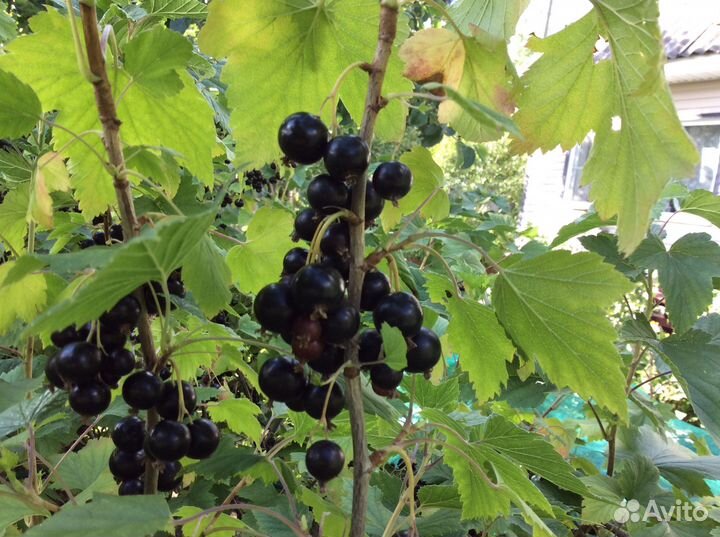 Смородина чёрная и красная