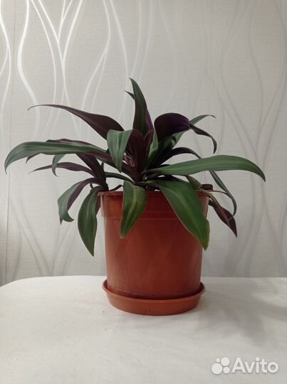 Традесканция Рео