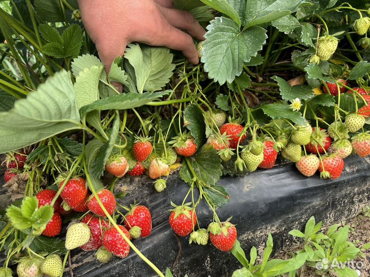 Рассада клубники фриго