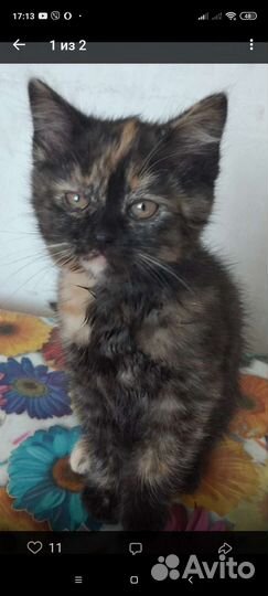 Коты и кошки приюта