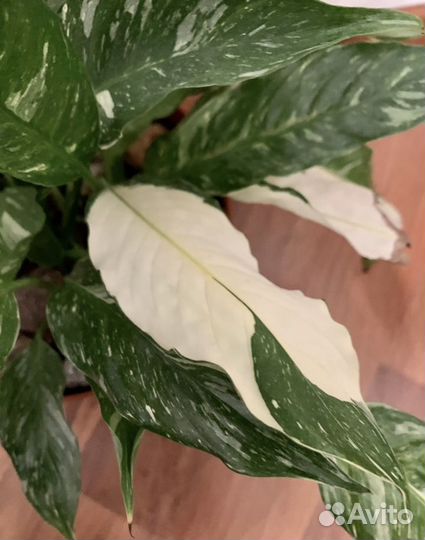 Папоротник