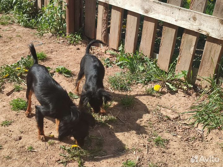 Девочка той