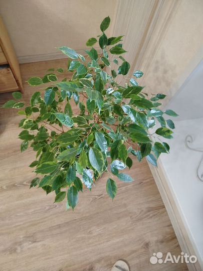 Фикус бенджамина пестролистный