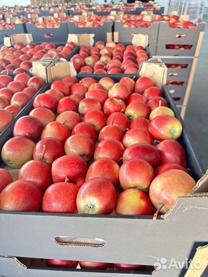 Яблоки разных сортов