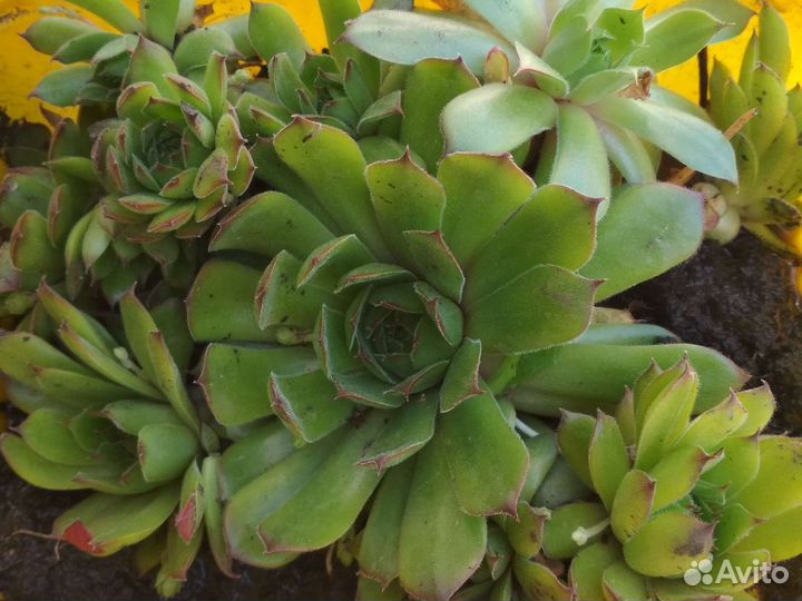 Многолетние растения для сада