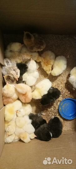 Цыплята суточные несушки микс брама