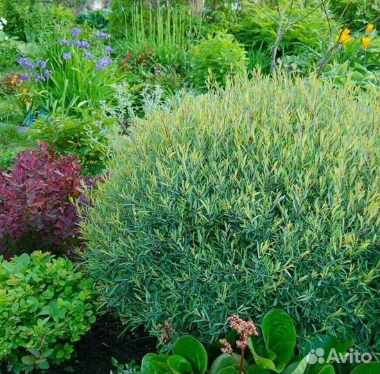 Ива Нана, Сахалинская, Дерен