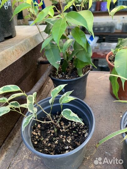 Фикус бенджамина пестролистный