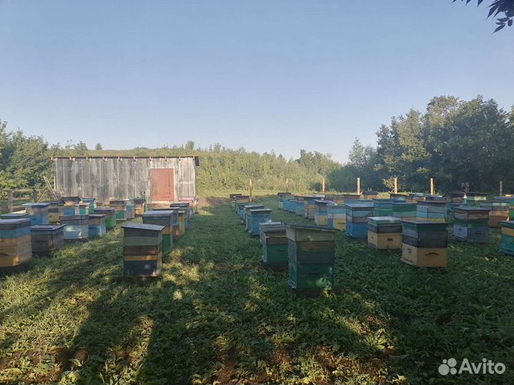 Алтайский мед