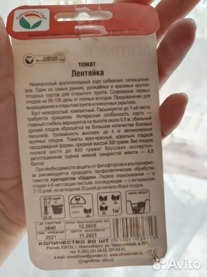 Рассада помидор