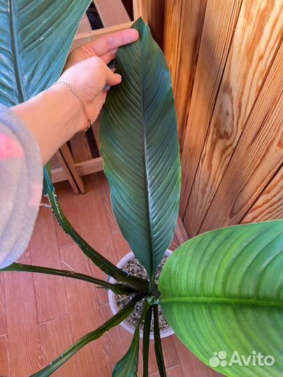 Спатифиллум сенсация