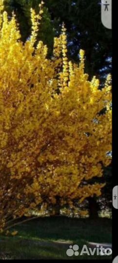 Спирея,почвопокровники