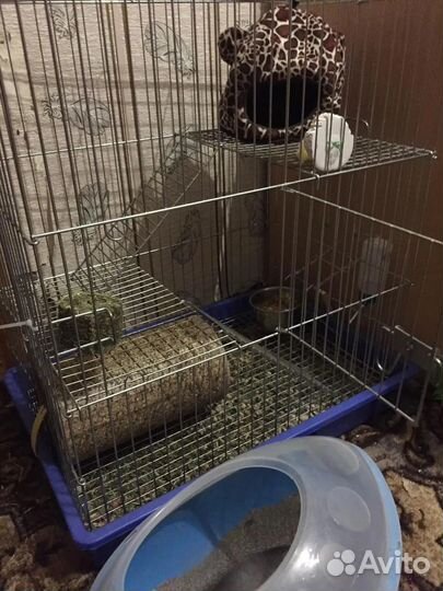 Клетка для шиншиллы бу