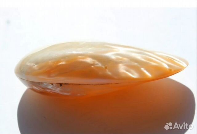 Ракушки и морские дары в коллекцию