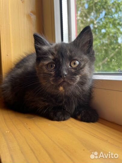 Британские котята бесплатно