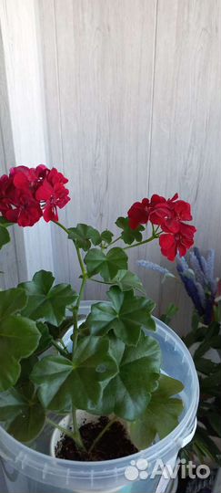 Замиокулькас и пеларгония плющелистная