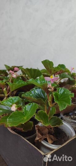 Бегония вечноцветущая