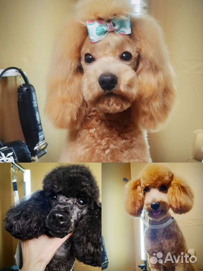 Стрижка собак, груминг, тримминг, экспресс-линька