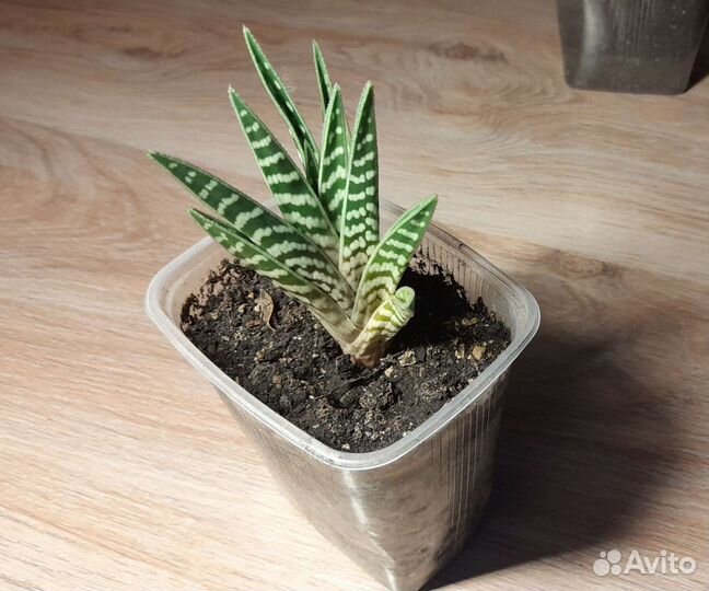 Алоэ пёстрое