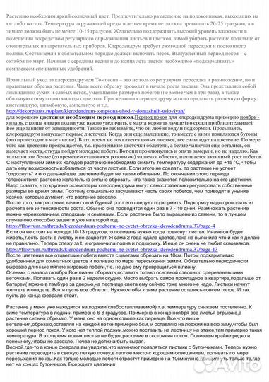 Клеродендрум Томпсона саженец