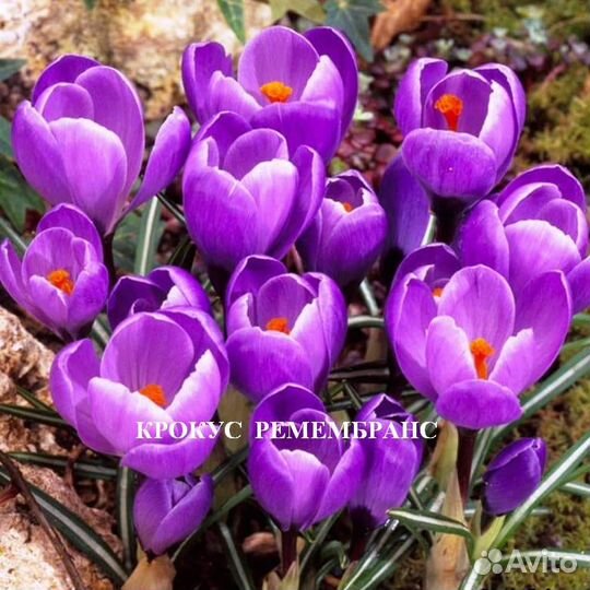 Луковицы крокусов Ремембранс, Негро Бой