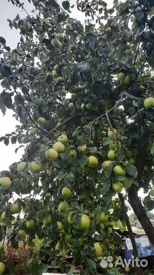 Продам антоновку со своего сада с доставкой