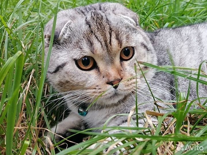 Вязка кот вислоухий