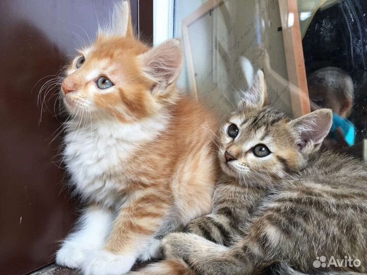 Кошка в дар