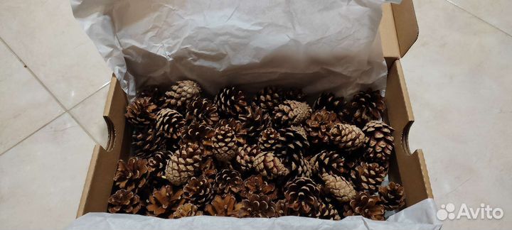 Шишки сосновые