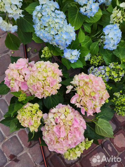 Гортензия цветущая