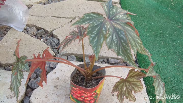 Бегония грифон