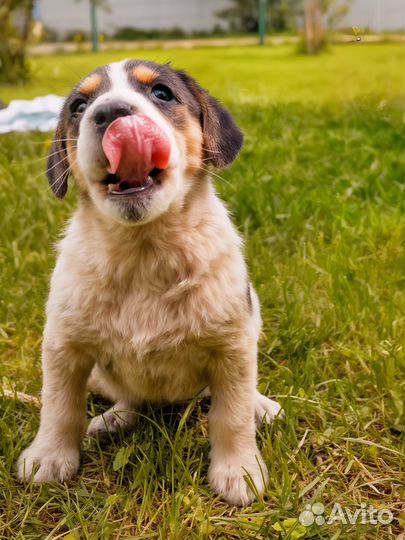 Щенок девчока 2-3 месяца