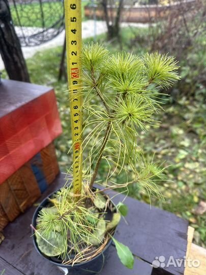 Сосна веймутова