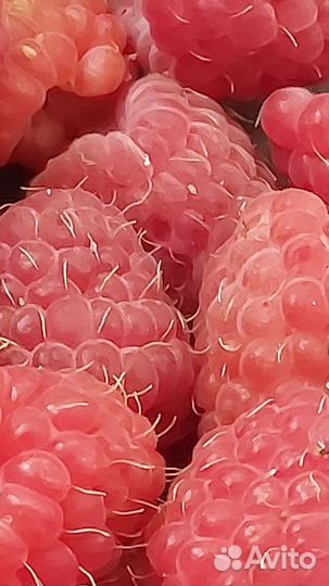 Саженцы малины