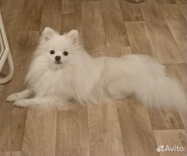 Щенки шпица