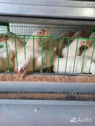 Куры несушки 