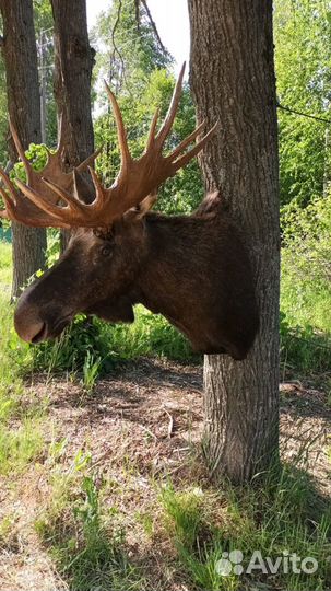 Голова лося чучело