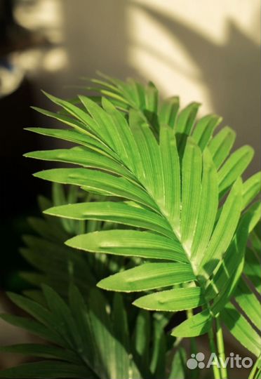 Искусственная пальма