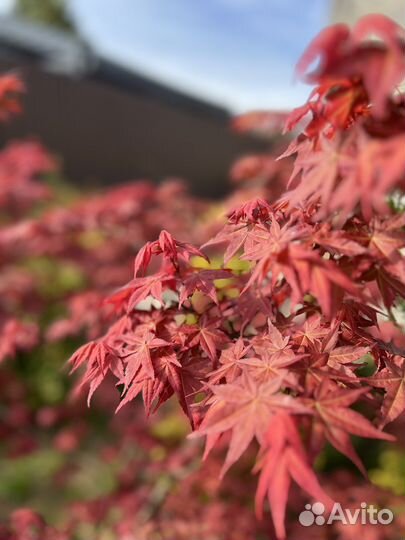 Японский клен