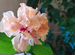 Цветок Роза Гибискус махровый