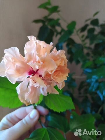 Цветок Роза Гибискус махровый
