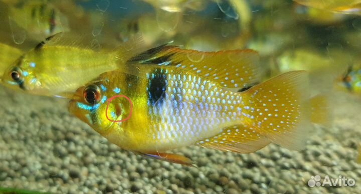 Апистограммы рамирези, скалярии