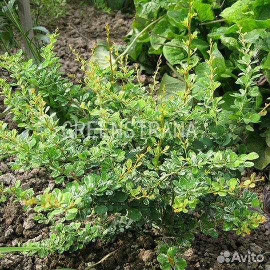 Барбарис Тунберга «Сильвер Бьюти»