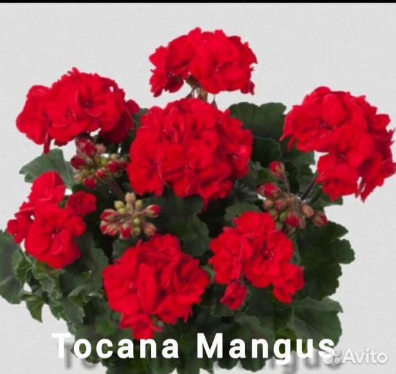 Сортовые пеларгонии