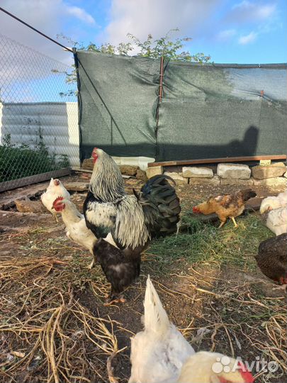 Петух брама