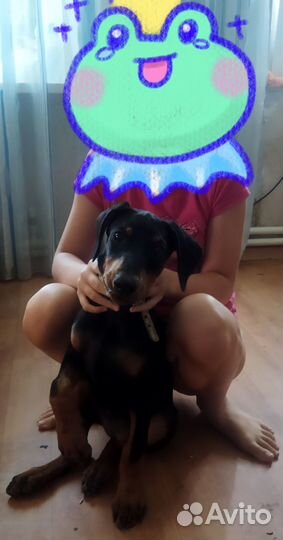 Щенок Добермана