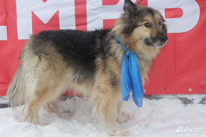 Барон, который ждёт