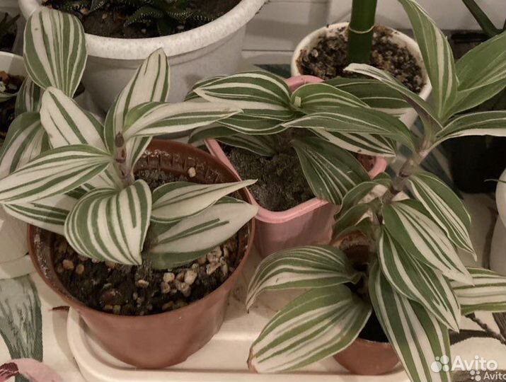 Традесканция