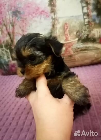 Йоркширский терьер щенки