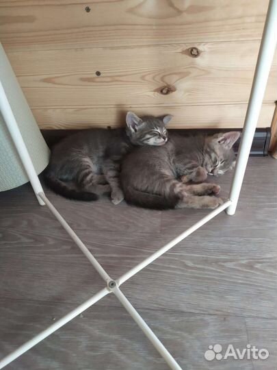 Милые котята в добрые руки бесплатно